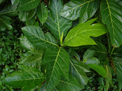 Artocarpus mariannensis Seeded breadfruit, Marianas bread Artocarpus mariannensis Seeded breadfruit, Marianas bread